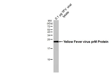 Anti-Yellow Fever virus prM Protein antibody [HL4709] used in Western Blot (WB). GTX644710