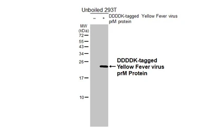 Anti-Yellow Fever virus prM Protein antibody [HL4709] used in Western Blot (WB). GTX644710