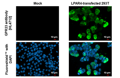 Anti-GPR23 antibody [HL4712] used in Immunocytochemistry/ Immunofluorescence (ICC/IF). GTX644713