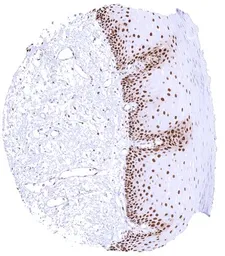 Anti-PCNA antibody [HMV4714] HistoMAX&trade; used in IHC (Paraffin sections) (IHC-P). GTX644715