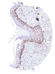 Anti-PCNA antibody [HMV4714] HistoMAX&trade; used in IHC (Paraffin sections) (IHC-P). GTX644715