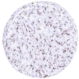 Anti-BSEP antibody [HMV4715] HistoMAX&trade; used in IHC (Paraffin sections) (IHC-P). GTX644716