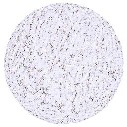 Anti-BSEP antibody [HMV4715] HistoMAX&trade; used in IHC (Paraffin sections) (IHC-P). GTX644716