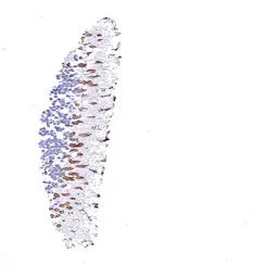 Anti-Opsin Red / Green antibody [HMV4716] HistoMAX&trade; used in IHC (Paraffin sections) (IHC-P). GTX644717