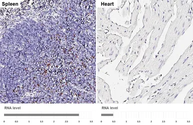 Anti-FOXP3 antibody [HL4717] used in IHC (Paraffin sections) (IHC-P). GTX644721