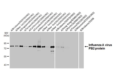 Anti-Influenza A virus PB2 protein antibody [HL4720] used in Western Blot (WB). GTX644724