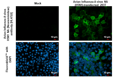 Anti-Avian Influenza A virus H5N1 NA (Neuraminidase) antibody [HL4722] used in Immunocytochemistry/ Immunofluorescence (ICC/IF). GTX644726