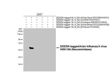 Anti-Avian Influenza A virus H5N1 NA (Neuraminidase) antibody [HL4724] used in Western Blot (WB). GTX644728