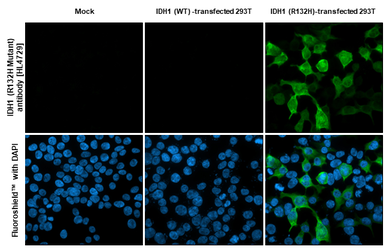 Anti-IDH1 (R132H Mutant) antibody [HL4729] used in Immunocytochemistry/ Immunofluorescence (ICC/IF). GTX644733