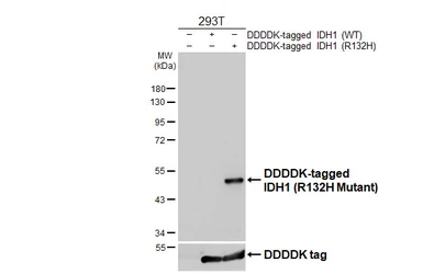 Anti-IDH1 (R132H Mutant) antibody [HL4729] used in Western Blot (WB). GTX644733