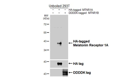 Anti-Melatonin Receptor 1A antibody [HL4732] used in Western Blot (WB). GTX644736