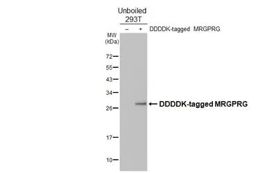 Anti-MRGPRG antibody [HL4742] used in Western Blot (WB). GTX644746