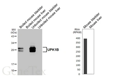Anti-UPK1B antibody [HL4754] used in Western Blot (WB). GTX644758