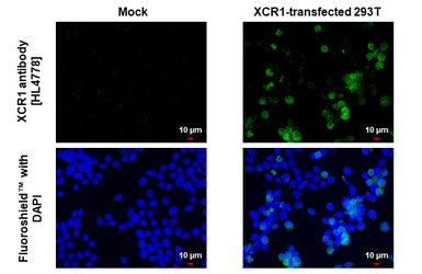Anti-XCR1 antibody [HL4778] used in Immunocytochemistry/ Immunofluorescence (ICC/IF). GTX644782