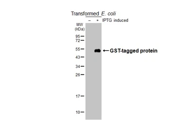 Anti-GST tag antibody [HL4782] used in Western Blot (WB). GTX644794