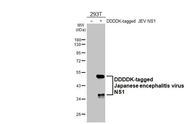 Anti-Japanese encephalitis virus NS1 antibody [HL4792] used in Western Blot (WB). GTX644804