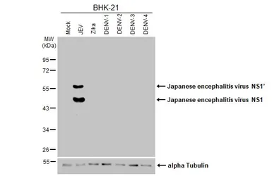 Anti-Japanese encephalitis virus NS1 antibody [HL4792] used in Western Blot (WB). GTX644804