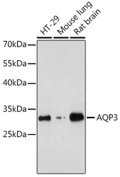 Anti-Aquaporin 3 antibody used in Western Blot (WB). GTX64481