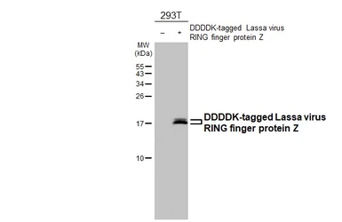 Anti-Lassa virus RING finger protein Z antibody [HL4801] used in Western Blot (WB). GTX644813