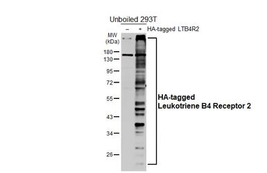 Anti-Leukotriene B4 Receptor 2 antibody [HL4803] used in Western Blot (WB). GTX644815