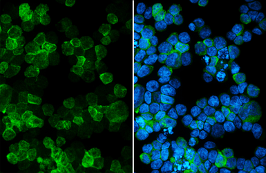 Anti-TAS2R14 antibody [HL4808] used in Immunocytochemistry/ Immunofluorescence (ICC/IF). GTX644820