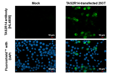 Anti-TAS2R14 antibody [HL4808] used in Immunocytochemistry/ Immunofluorescence (ICC/IF). GTX644820