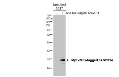 Anti-TAS2R14 antibody [HL4808] used in Western Blot (WB). GTX644820
