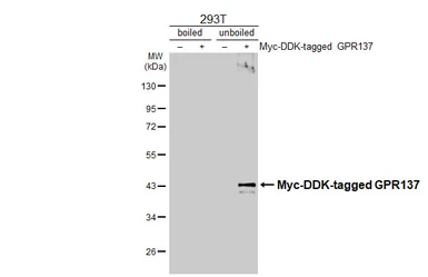 Anti-GPR137 antibody [HL4813] used in Western Blot (WB). GTX644825