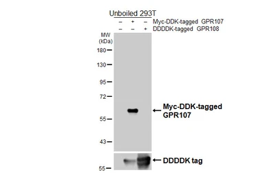 Anti-GPR107 antibody [HL4815] used in Western Blot (WB). GTX644827