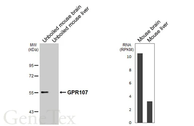 Anti-GPR107 antibody [HL4815] used in Western Blot (WB). GTX644827