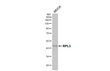 Anti-RPL3 antibody [HL4820] used in Western Blot (WB). GTX644832