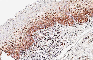 Anti-RPL3 antibody [HL4820] used in IHC (Paraffin sections) (IHC-P). GTX644832