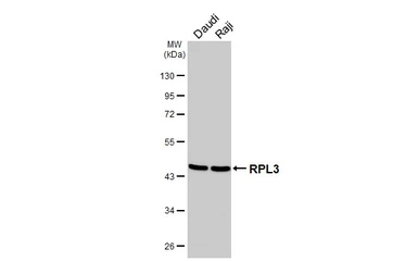 Anti-RPL3 antibody [HL4820] used in Western Blot (WB). GTX644832