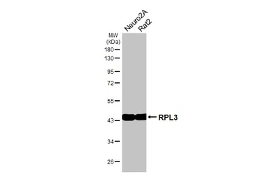 Anti-RPL3 antibody [HL4824] used in Western Blot (WB). GTX644836