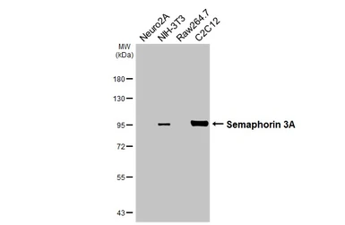 Anti-Semaphorin 3A antibody [HL4837] used in Western Blot (WB). GTX644900