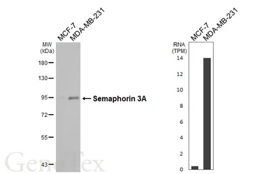 Anti-Semaphorin 3A antibody [HL4837] used in Western Blot (WB). GTX644900
