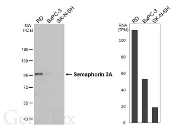 Anti-Semaphorin 3A antibody [HL4838] used in Western Blot (WB). GTX644901