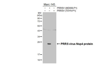 Anti-PRRS virus Nsp4 protein antibody [HL4840] used in Western Blot (WB). GTX644903