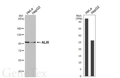 Anti-ALIX antibody [HL4841] used in Western Blot (WB). GTX644904