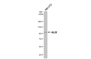 Anti-ALIX antibody [HL4841] used in Western Blot (WB). GTX644904