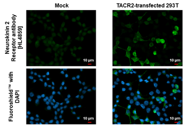 Anti-Neurokinin 2 Receptor antibody [HL4859] used in Immunocytochemistry/ Immunofluorescence (ICC/IF). GTX644922