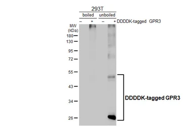 Anti-GPR3 antibody [HL4862] used in Western Blot (WB). GTX644925