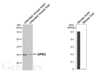 Anti-GPR3 antibody [HL4862] used in Western Blot (WB). GTX644925