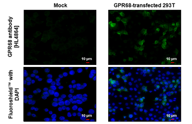 Anti-GPR68 antibody [HL4864] used in Immunocytochemistry/ Immunofluorescence (ICC/IF). GTX644927