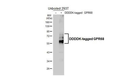 Anti-GPR68 antibody [HL4864] used in Western Blot (WB). GTX644927