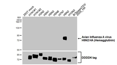 Anti-Avian Influenza A virus H9N2 HA (Hemagglutinin) antibody [HL4873] used in Western Blot (WB). GTX644938