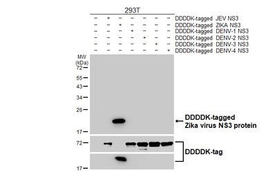 Anti-Zika virus NS3 protein antibody [HL4878] used in Western Blot (WB). GTX644943