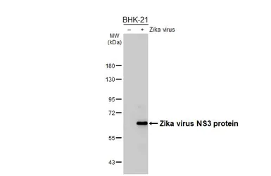Anti-Zika virus NS3 protein antibody [HL4878] used in Western Blot (WB). GTX644943