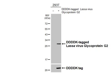 Anti-Lassa virus Glycoprotein G2 antibody [HL4881] used in Western Blot (WB). GTX644946