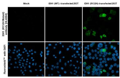 Anti-IDH1 (R132H Mutant) antibody [HL4884] used in Immunocytochemistry/ Immunofluorescence (ICC/IF). GTX644949